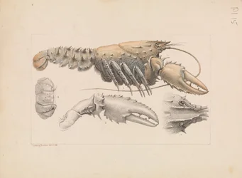 Murray Spiny Crayfish, Euastacus armatus
